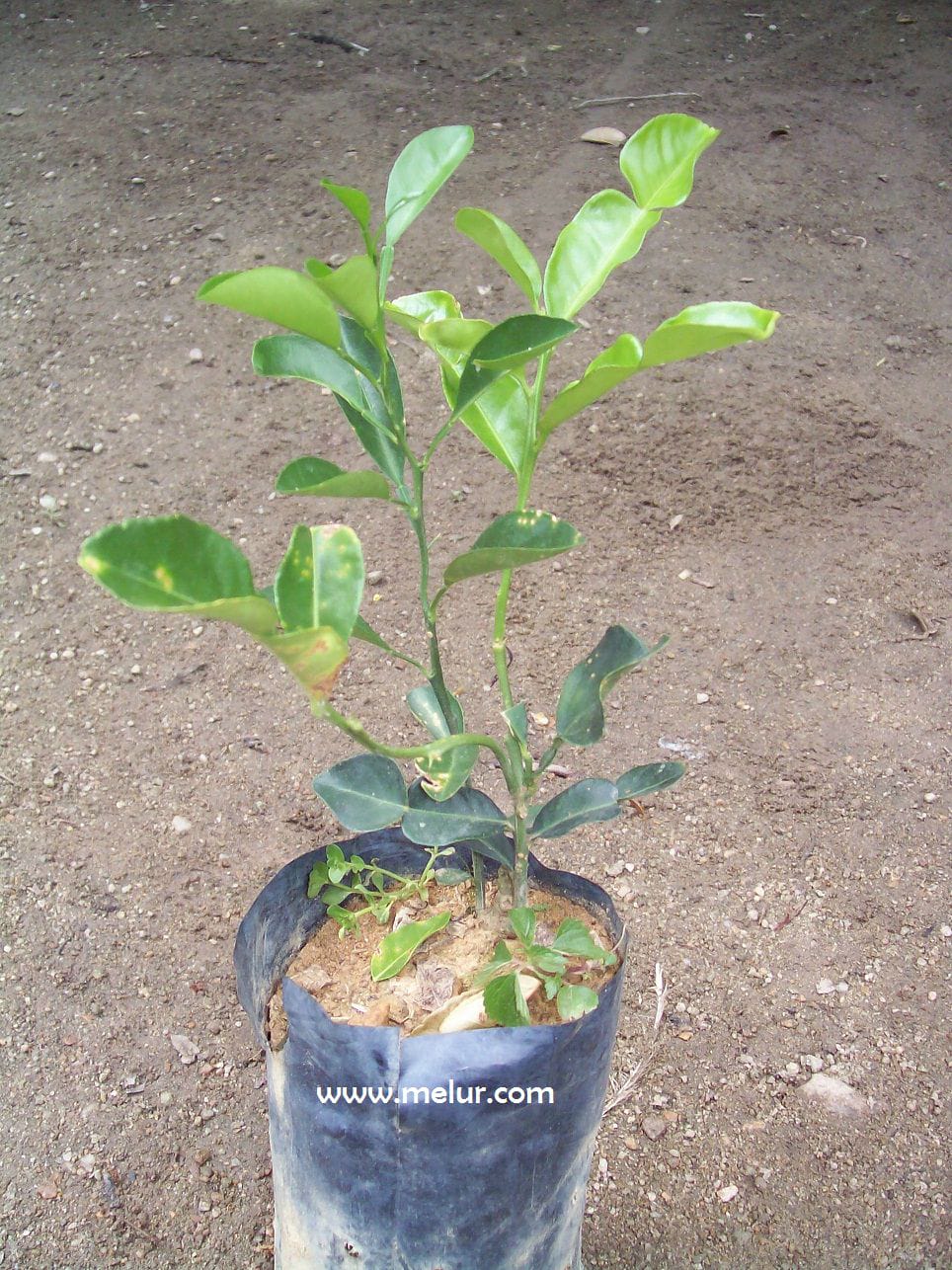 Anak Pokok Limau Purut Kawin |Tut