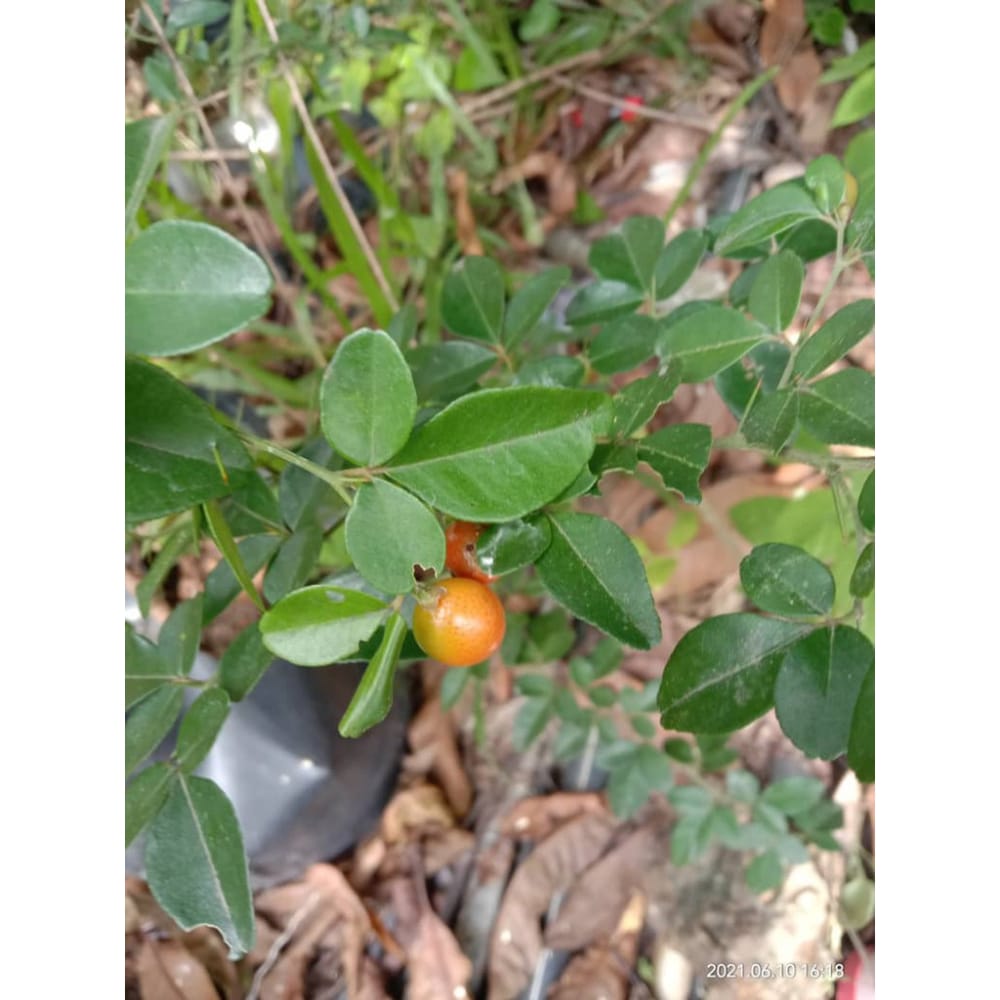 Anak Pokok Limau Rawit | Triphasia Trifolia