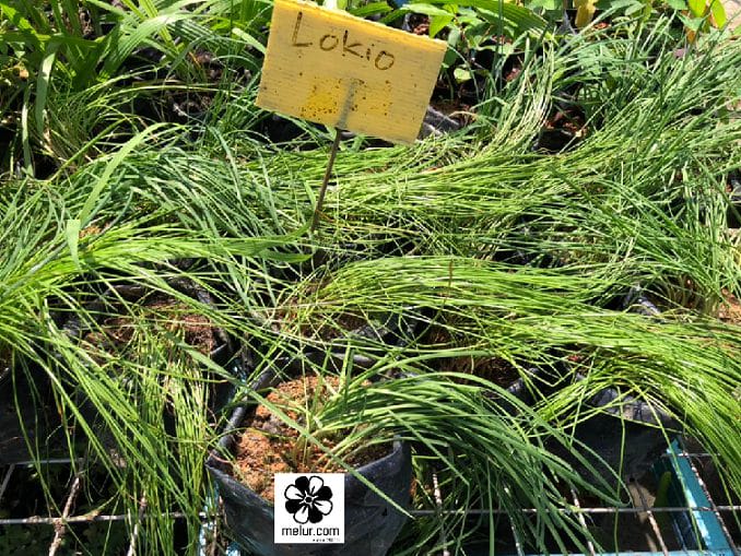 Anak Pokok Lokio | Sayur Jambak