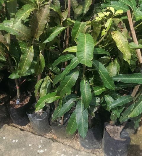 Anak Pokok Mangga Air Bunga (Kahwin) | Nam Dok Mai Mango Plant Sapling