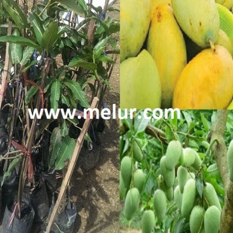 Anak Pokok Mangga Chokanan (Kahwin)