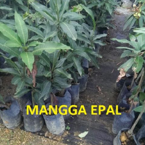 Anak Pokok Mangga Epal (Kahwin)