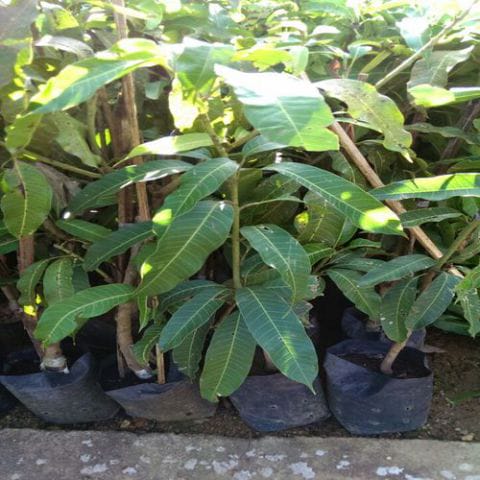 Anak Pokok Mangga Harum Manis (Kahwin)