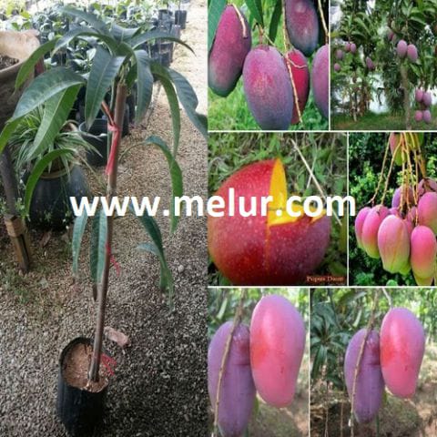 Anak Pokok Mangga Irwin (Kahwin)