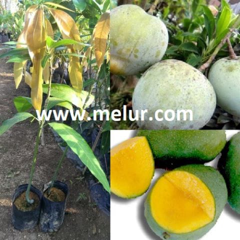 Anak Pokok Mangga Kelapa (Kahwin)