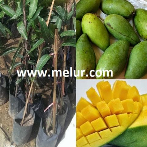 Anak Pokok Mangga Lemak Manis (Kahwin)