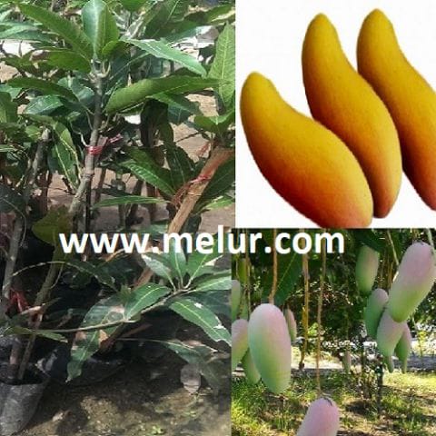 Anak Pokok Mangga Maha Cenduk (Kahwin)
