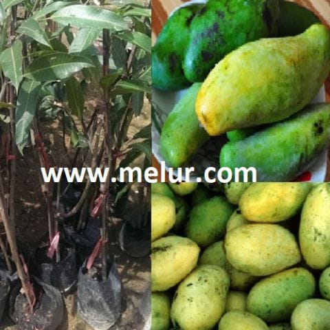 Anak Pokok Mangga Mas Hitam (Kahwin)