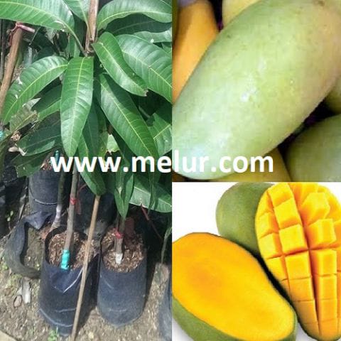 Anak Pokok Mangga Taiwan Epal (Kahwin)