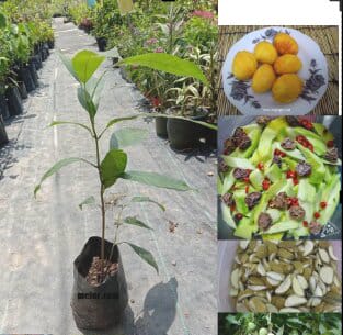 Anak Pokok Mangga Telur (Pauh Ringan)