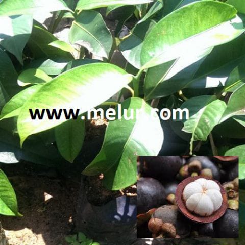 Anak Pokok Manggis Mesta (Ga2) (Kahwin)