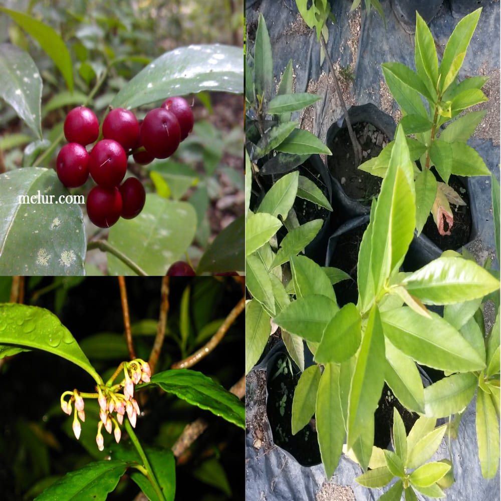 Anak Pokok Mata Ayam