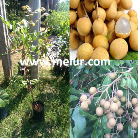 Anak Pokok Mata Kucing Berlian (Kahwin)