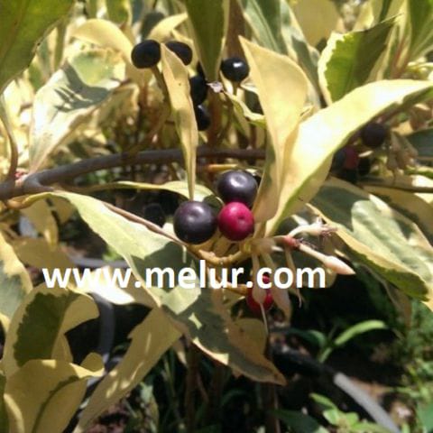 Anak Pokok Mata Pelanduk Batik