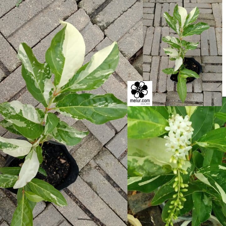 Anak Pokok Mayang Sari Batik