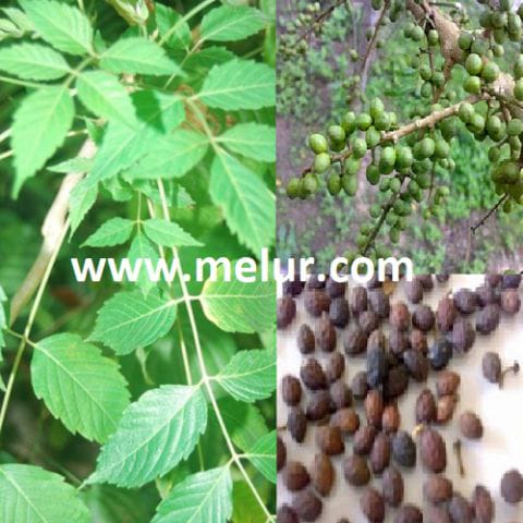 Anak Pokok Melada Pahit | Brucea Javanica Sapling