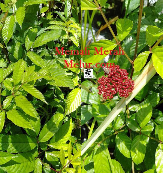 Anak Pokok Memali Merah
