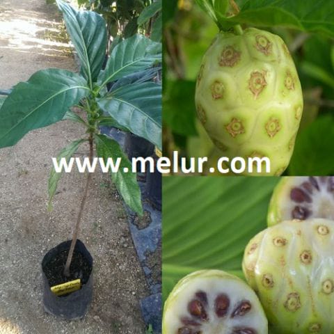Anak Pokok Mengkudu Besar