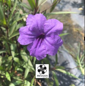Anak Pokok Mexican Petunia Purple Flower