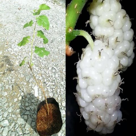 Anak Pokok Mulberi Hybrid Itali