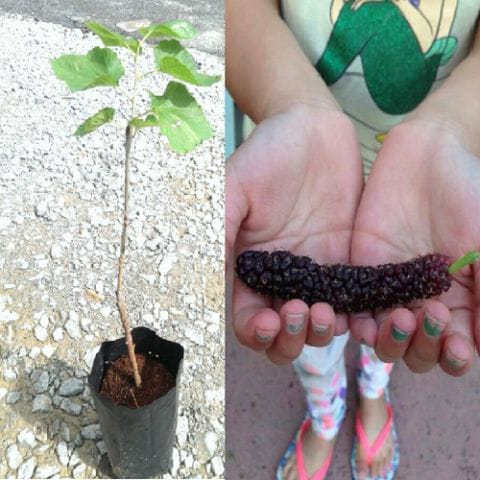 Anak Pokok Mulberi Hybrid Pakistan