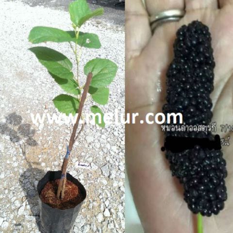 Anak Pokok Mulberi Hybrid Turkey