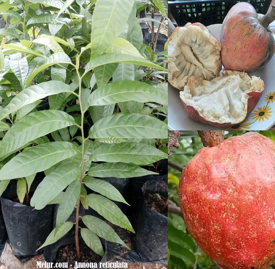 Anak Pokok Nona Kampung (Nona Kapri)
