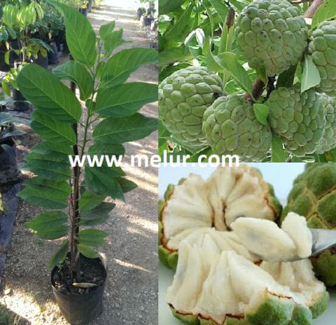 Anak Pokok Nona Vietnam (Kahwin)