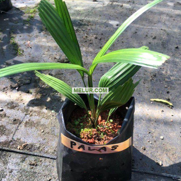 Anak Pokok Palas (Palas Belulang) | Licuala Grandis Plant