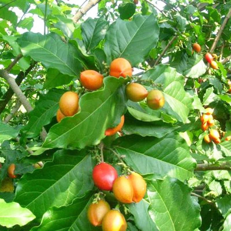 Anak Pokok Peanut Butter (Kacang Amazon)