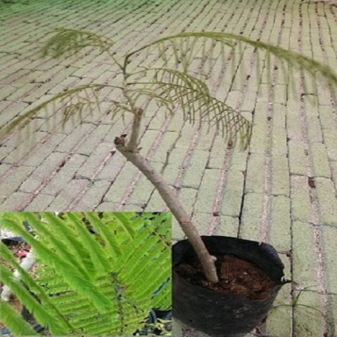 Anak Pokok Petai Duri (Cha Om)