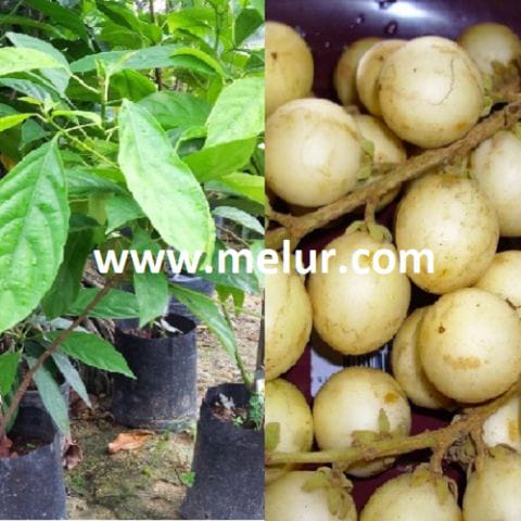 Anak Pokok Rambai Telur (Kahwin)