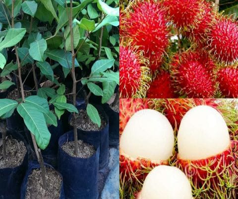 Anak Pokok Rambutan Anak Sekolah (Kahwin)