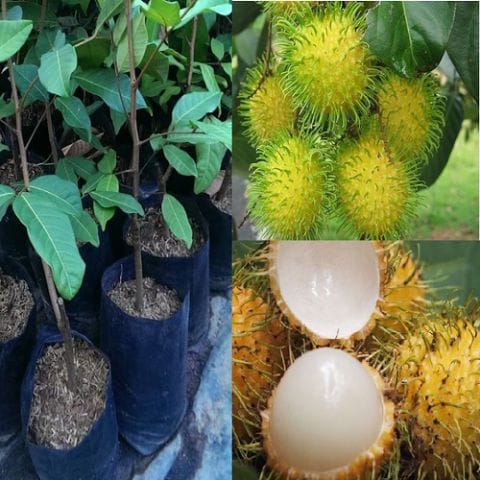 Anak Pokok Rambutan Gading | Kuning (Kahwin)