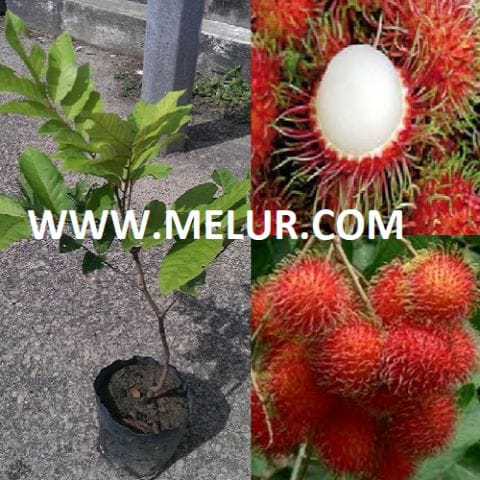 Anak Pokok Rambutan Gula Batu (Kahwin) (R3)