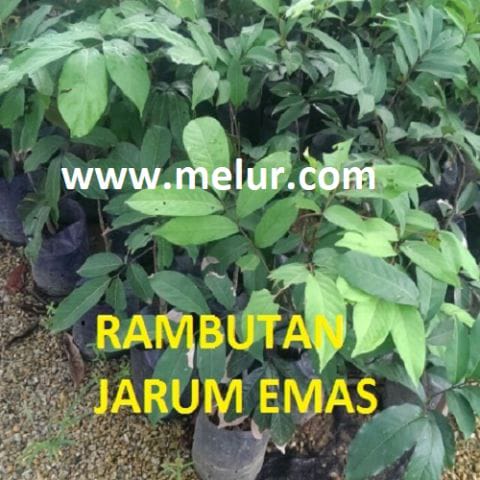 Anak Pokok Rambutan Jarum Emas (Kahwin)