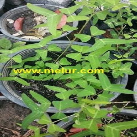 Anak Pokok Rerama Hijau