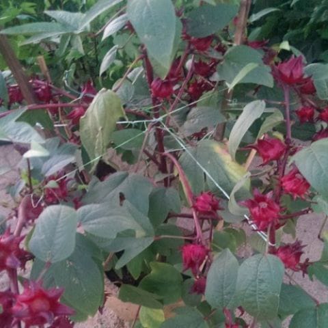 Anak Pokok Roselle