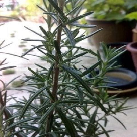 Anak Pokok Rosemary
