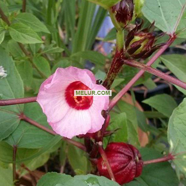 Anak Pokok Rozel Polibeg 5X5
