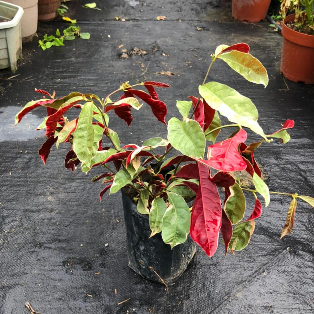 Anak Pokok Sambang Merah | Excoecaria Cochinchinensis
