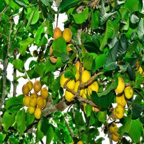 Anak Pokok Sentul Bangkok  (Kahwin)