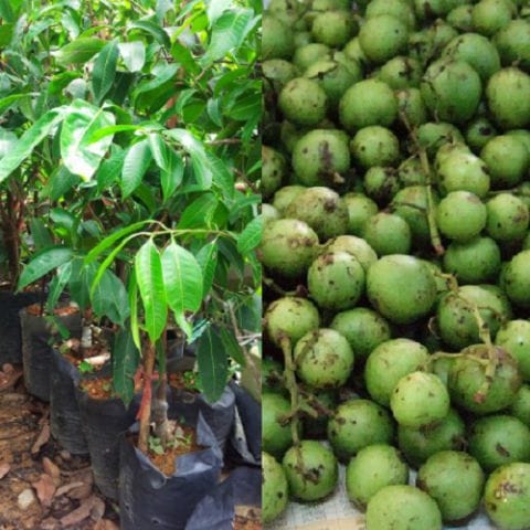 Anak Pokok Setar