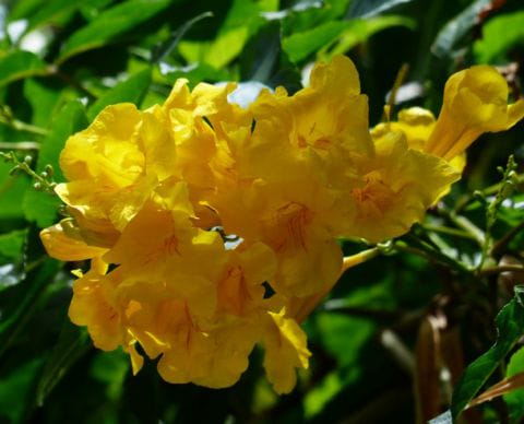 Anak Pokok Tecoma Kuning (Yellow Elder)