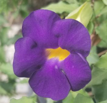 Anak Pokok Thunbergia Erecta | Bush Clock Vine Plant Sapling