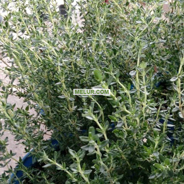 Anak Pokok Thyme 105 Ml