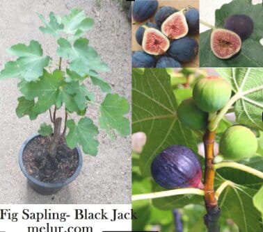 Anak Pokok Tin (Blackjack) Fig Sappling (Blackjack)