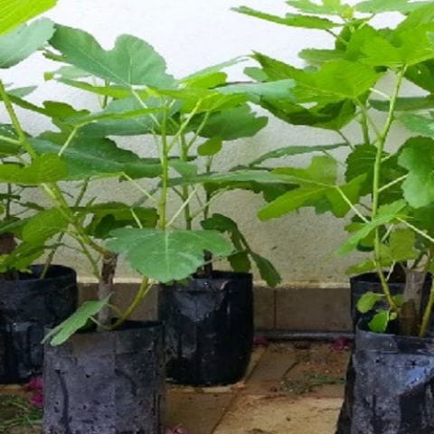 Anak Pokok Tin (Btm)