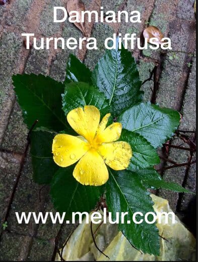 Anak Pokok Turnera Ulmifolia | Lidah Kucing Bunga Kuning