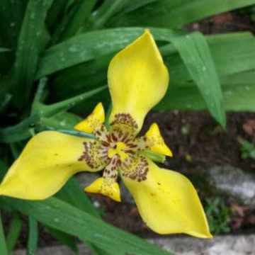 Anak Pokok Walking Iris (Bunga Kuning)